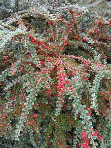 cotoneaster horizontalis