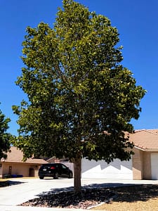 Weeping Willow Trees - Fast Growing Shade Trees for the Desert