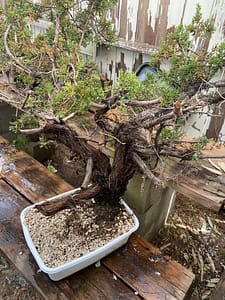 yamadori california juniper collected