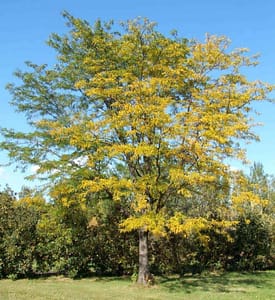 Thornless Honeylocust