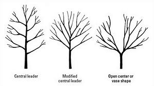 fruit tree pruning training shapes