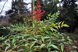 Nandina Domestica