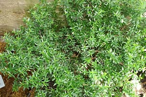 Common Myrtle