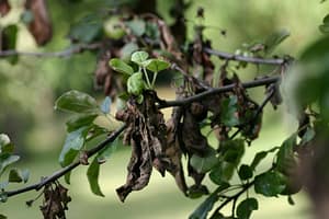 Fire blight