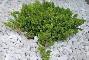 Dwarf Japanese Juniper