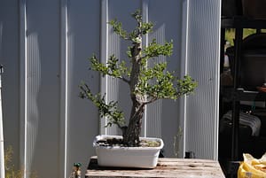 siberian elm bonsai tree