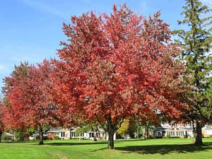 Autumn Fantasy Maple