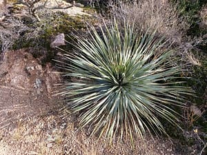 Desert Spoon Drought tolerant xeriscaping native