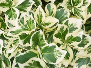 Euonymus