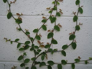 creeping fig