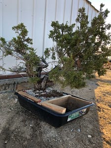 california juniper yamadori