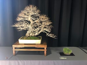 amazing korean hornbeam bonsai winter silhouette