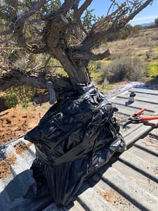 yamadori california juniper collection trip