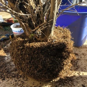 repotting pomegranate bonsai