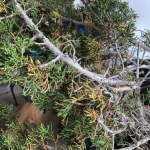 collected california juniper cleaning