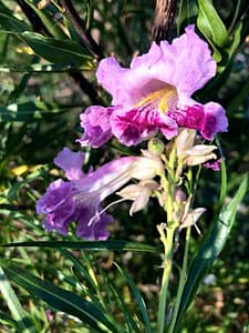 Desert willow flowers