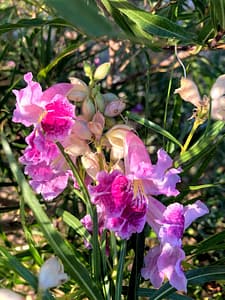 Desert willow flowers