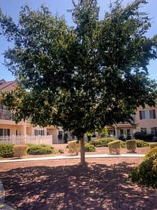 Mature Chinese Elm