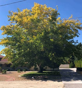 Fruitless Mulberry, Shade, Fast growing shade tree