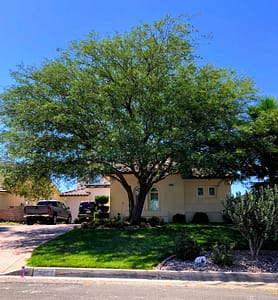 High Desert Mesquite Tree