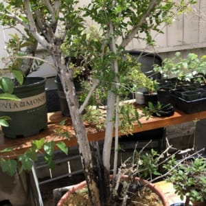 pomegranate bonsai