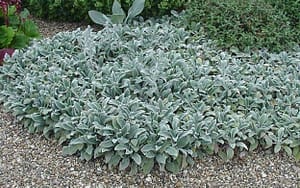 Lamb's Ear Groundcover