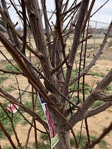 Santa Rose Plum Pruning Post