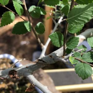 siberian elm bonsai pruning summer