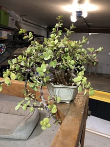 cork bark portulacaria afra bonsai