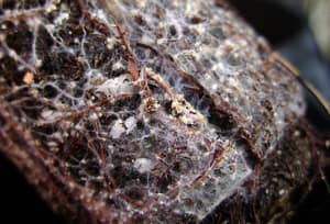 mycorrhiza fungus photo on roots