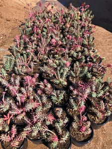 Gopher Plant euphorbia rigid spurge