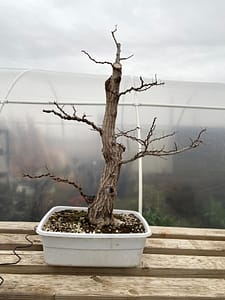 Siberian Elm Bonsai Training Wiring