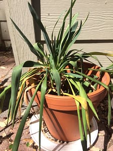 Wilted Leaves from Root Rot