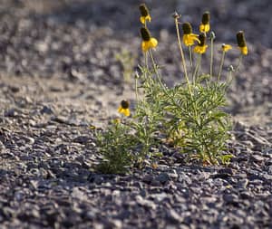 Drought tolerant plant