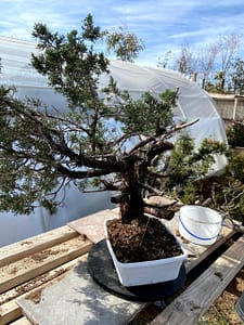 natesnursery-california-juniper-yamadori