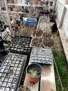 hardwood cutting propagation nursery