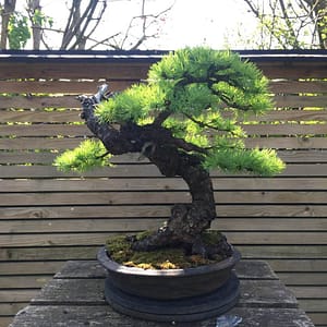 larch bonsai