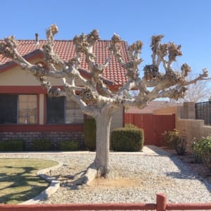 Topped tree fruitless mulberry