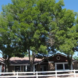 raywood ash trees planted close together