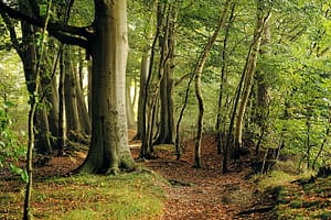 forest trees with root flare