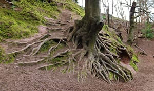 exposed tree roots