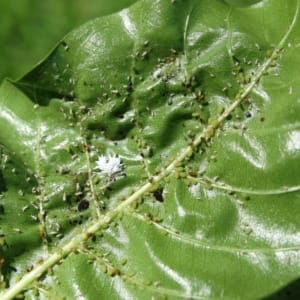 aphids on leaf