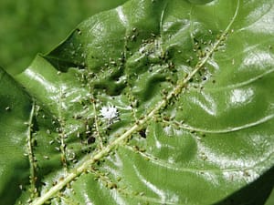 aphids on leaf