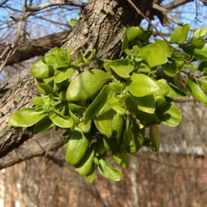 mistletoe on tree