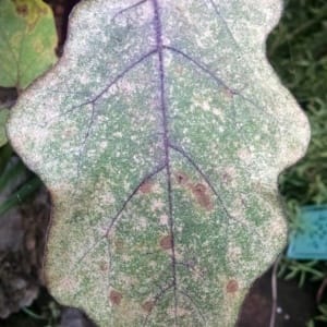 spider mite damage on leaf