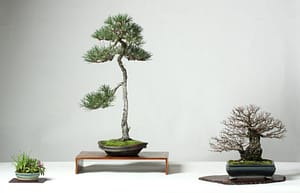 Elm Pine Bssf Bonsai Society Of San Francisco