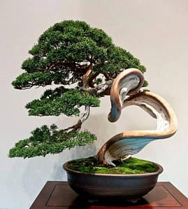 Juniper Chinensis Shimpaku Bonsai Deadwood