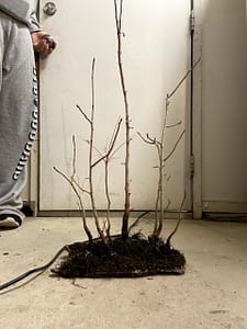 Chinese Pistache Bonsai Forest Creation (6)