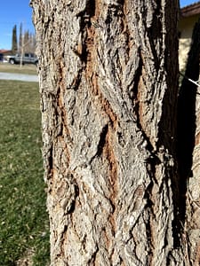 chinese elm bark vs siberian elm bark how to tell (8)