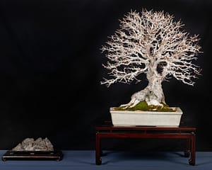 Korean Hornbeam Bonsai Display Winter Silhouette Lindsay Shiba